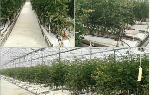 برنامه‌ریزی توسعه 80 هکتاری گلخانه‌های کرمانشاه
