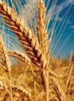 خرید 566 هزار تن گندم در کرمانشاه/ کیفیت آرد استان خوب است